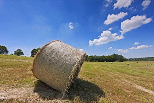 agricoltura immagine relativa all'agricoltura
